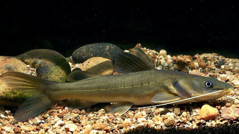 Cá lăng - vua của các loài cá nước ngọt Việt Nam