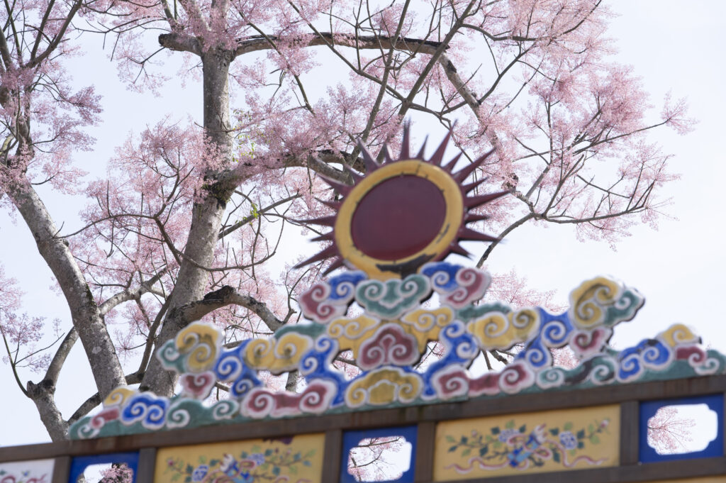 Vương Giả Chi Hoa nở rộ trong Đại Nội Huế vào tháng tư